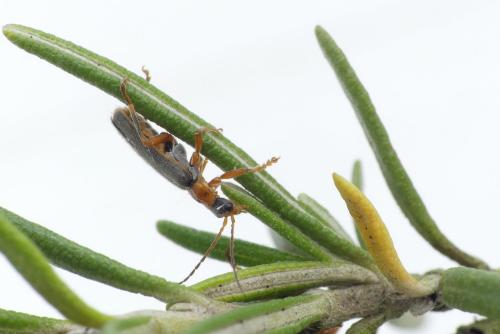 Réf. 183 685 : Cantharis lateralis